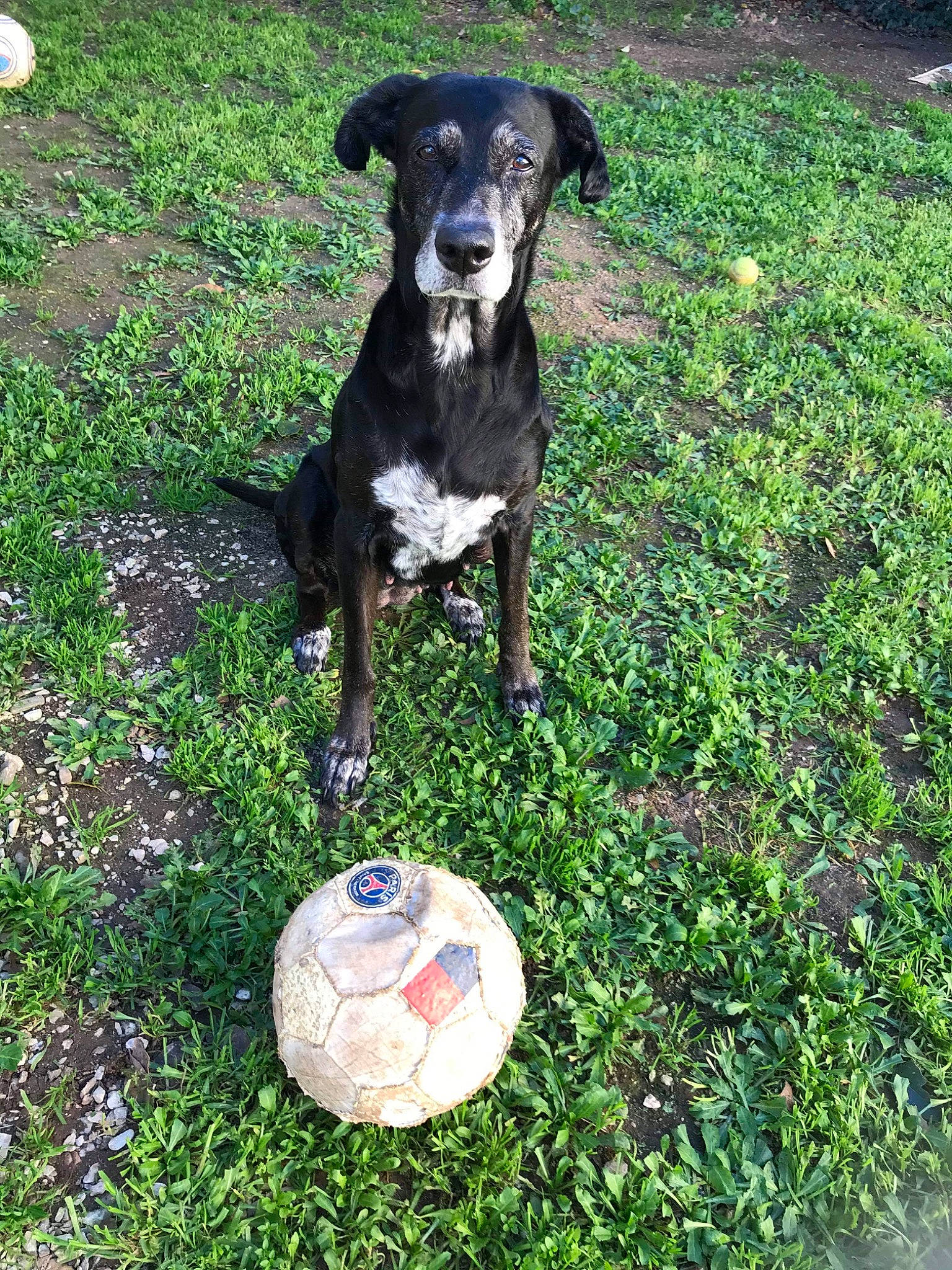 Athena a rejoint le concours — aidez-le/la à gagner de superbes lots ! ball, canidae, carnivore, dog, dog_breed, eurohound, hunting_dog, mountain_cur, rare_breed_dog, sporting_group, working_dog