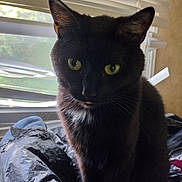 Ninja is registered to the contest to win money with this photo: cat, black_cat, yellow_eyes, indoor, window_blinds, pet, animal, fur, whiskers, tongue_out, curious, close_up, domestic_cat, sitting, looking_at_camera, natural_light, shadow, cozy, household, feline