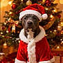 dog, christmas_tree, holiday, santa_hat, santa_suit, festive, decorations, ornaments, ribbon, lights, indoor, carpet, cute, pet, winter, celebration, holiday_season, animal, canine, costume