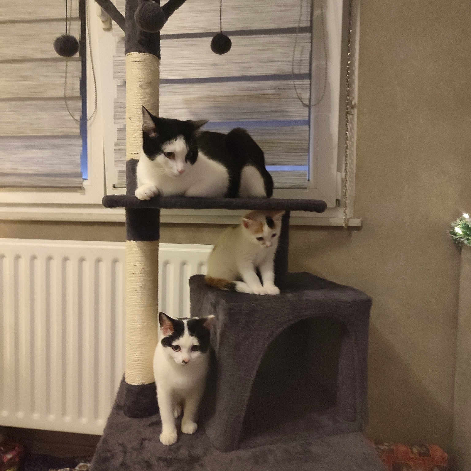 Félix Clochette Caline