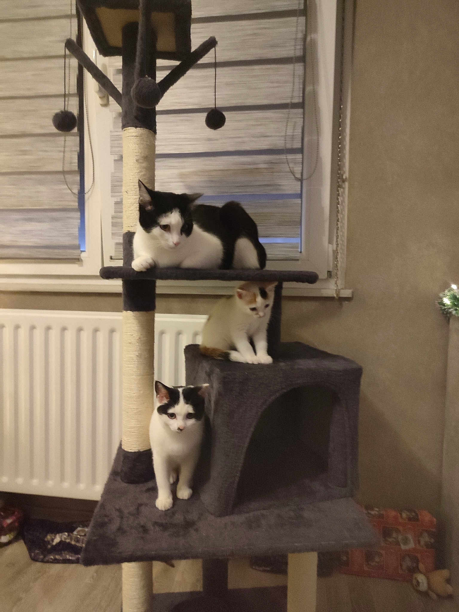 Félix Clochette Caline