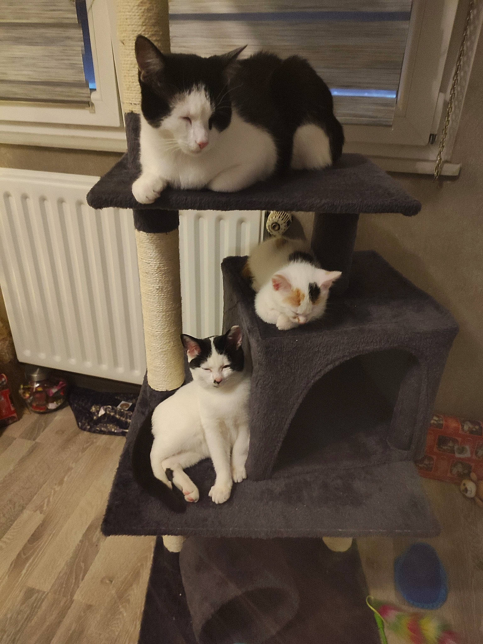 Félix Clochette Caline participe au concours pour gagner de l'argent avec cette photo : carnivore, cat, cat_supply, companion_dog, domestic_short_haired_cat, felidae, flooring, fur, hardwood, mammal, monochrome_photography, paw, pet_supply, sitting, small_to_medium_sized_cats, tail, vertebrate, whiskers, window, wood