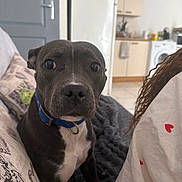 Akira participe au concours pour gagner de l'argent avec cette photo : dog, blue_collar, couch, blanket, person, curly_hair, white_shirt, red_hearts, kitchen, door, refrigerator, washing_machine, indoor, pet, animal, furniture, home, curious, seated, closeup