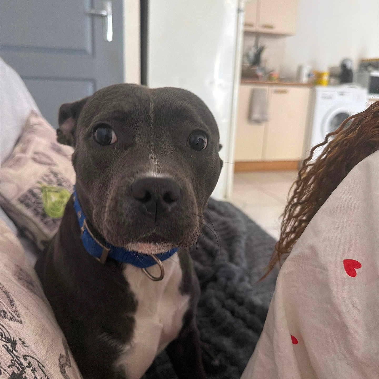 Akira participe au concours pour gagner de l'argent avec cette photo : dog, blue_collar, couch, blanket, person, curly_hair, white_shirt, red_hearts, kitchen, door, refrigerator, washing_machine, indoor, pet, animal, furniture, home, curious, seated, closeup