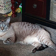 Monte joined the competition — help win amazing prizes! animal, blue_eyes, carpet, cat, crocheted_basket, curious, domestic_cat, ears, feline, floor, furniture, home, indoor, lying_down, mammal, pet, relaxed, tabby_cat, whiskers, wooden_cabinet