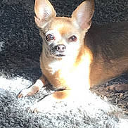 Nibbles is registered to the contest to win money with this photo: dog, chihuahua, small_dog, pet, sunlight, carpet, indoor, animal, fur, ears, eyes, cute, relaxing, laying_down, mammal, companion, domestic_animal, portrait, paw, snout