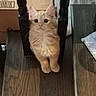 Delilah is registered to the contest to win money with this photo: kitten, cat, orange_cat, fluffy, wooden_floor, chair_legs, cardboard_box, indoor, curious, pet, animal, cute, small, feline, whiskers, ears, paws, domestic, young, looking