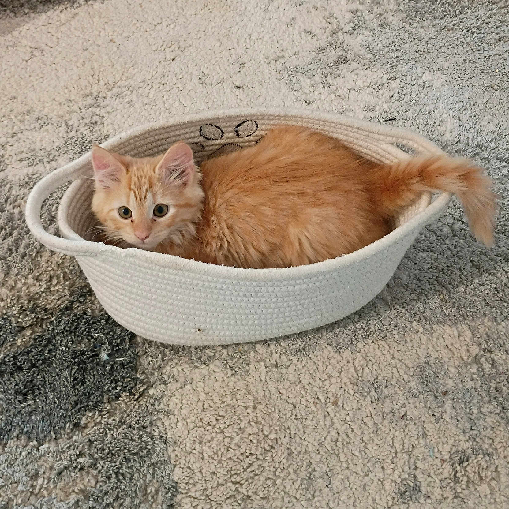 Delilah joined the competition — help win amazing prizes! kitten, cat, orange_cat, basket, woven_basket, carpet, floor, indoor, pet, fur, animal, cute, curious, ears, tail, small, cozy, resting, domestic_cat, feline