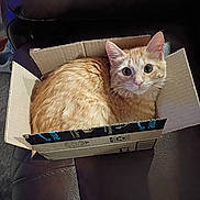 Delilah joined the competition — help win amazing prizes! cat, orange_tabby, cardboard_box, amazon_box, pet, feline, curious, indoor, leather_surface, cute, animal, domestic_cat, whiskers, ears, wide_eyes, sitting, cozy, small_box, looking_up, home