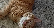 Delilah is registered to the contest to win money with this photo: animal, carpet, cat, close_up, cute, domestic_animal, ears, feline, fur, indoor, lying_down, mammal, orange_tabby, pet, pink_nose, relaxed, resting, sleepy, soft_texture, whiskers