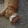 Delilah is registered to the contest to win money with this photo: cat, orange_tabby, feline, pet, animal, lying_down, carpet, indoor, fur, whiskers, relaxed, sleepy, cute, domestic_animal, mammal, close_up, resting, soft_texture, pink_nose, ears
