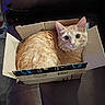 cat, orange_cat, tabby, cardboard_box, amazon_box, pet, feline, indoor, leather_chair, curious, cute, animal, small_box, sitting, looking_at_camera, whiskers, ears, fur, domestic_cat, relaxed