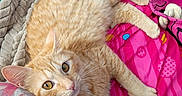 Delilah joined the competition — help win amazing prizes! cat, ginger_cat, pet, animal, lying_down, blanket, pink, toy, rope, cozy, fur, whiskers, cute, indoor, relaxed, bedroom, soft, curious, yellow_eyes, striped