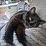 black_cat, blanket, blanket_texture, cat, closeup, couch, cozy, decor, fur, home_interior, indoor, lying_down, paw, pet, plant, portrait, relaxed, sofa, whiskers, yellow_eyes