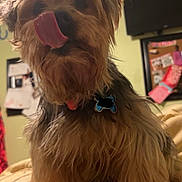 Angel joined the competition — help win amazing prizes! dog, tongue, licking, fluffy, pet, indoor, cute, fur, collar, tag, animal, small_dog, scruffy, bed, blanket, wall, bulletin_board, television, home, cozy
