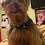 animal, bed, blanket, bulletin_board, collar, cozy, cute, dog, fluffy, fur, home, indoor, licking, pet, scruffy, small_dog, tag, television, tongue, wall