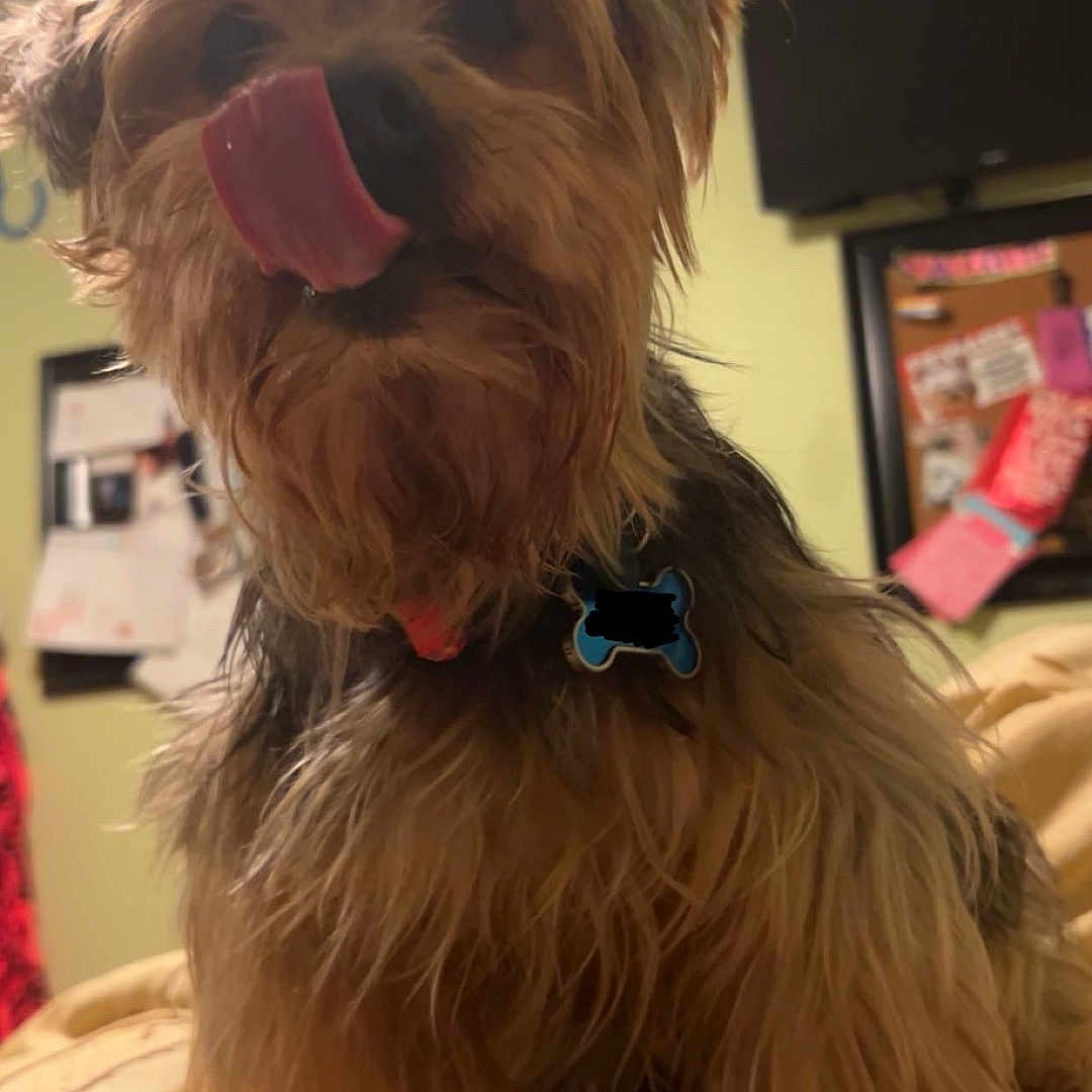 Angel joined the competition — help win amazing prizes! animal, bed, blanket, bulletin_board, collar, cozy, cute, dog, fluffy, fur, home, indoor, licking, pet, scruffy, small_dog, tag, television, tongue, wall