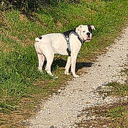 Tyson a rejoint le concours — aidez-le/la à gagner de superbes lots ! dog, white_dog, black_patch, harness, gravel_path, grass, bushes, outdoor, sunlight, nature, canine, pet, standing, alert, walking_path, daytime, animal, mammal, leisure, scenery