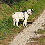 dog, white_dog, black_patch, harness, gravel_path, grass, bushes, outdoor, sunlight, nature, canine, pet, standing, alert, walking_path, daytime, animal, mammal, leisure, scenery