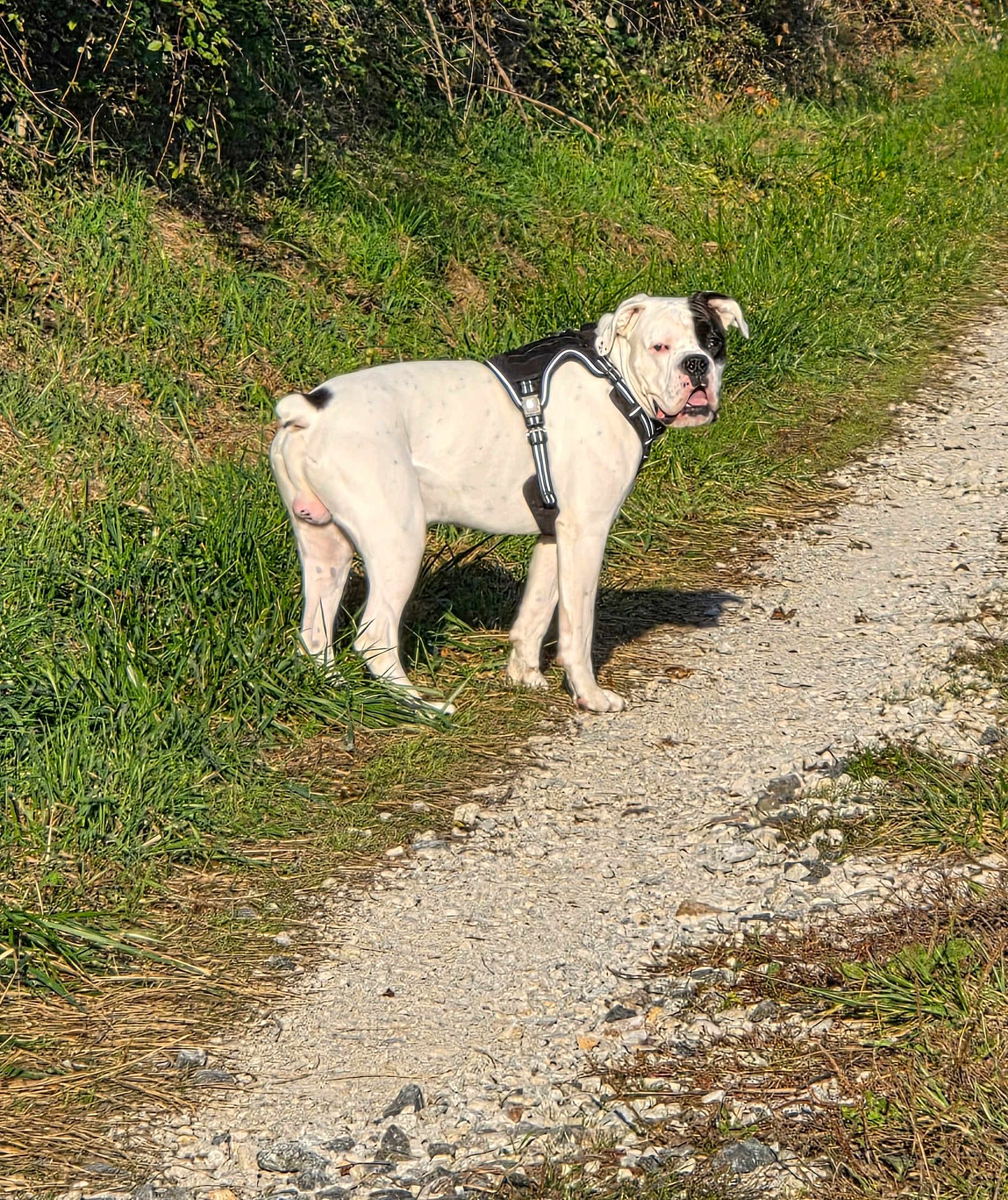 Tyson a rejoint le concours — aidez-le/la à gagner de superbes lots ! dog, white_dog, black_patch, harness, gravel_path, grass, bushes, outdoor, sunlight, nature, canine, pet, standing, alert, walking_path, daytime, animal, mammal, leisure, scenery
