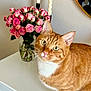 cat, orange_tabby, white_paws, white_chest, dresser, vase, pink_roses, candles, mirror, flowers, indoor, curious, pet, feline, whiskers, table, decor, reflection, houseplant, domestic_animal