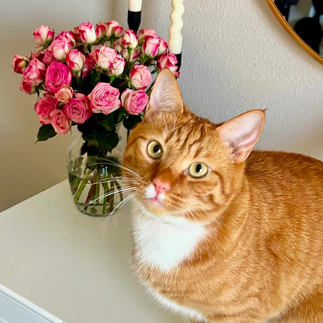 Simba is registered to the contest to win money with this photo: candles, cat, curious, decor, domestic_animal, dresser, feline, flowers, houseplant, indoor, mirror, orange_tabby, pet, pink_roses, reflection, table, vase, whiskers, white_chest, white_paws