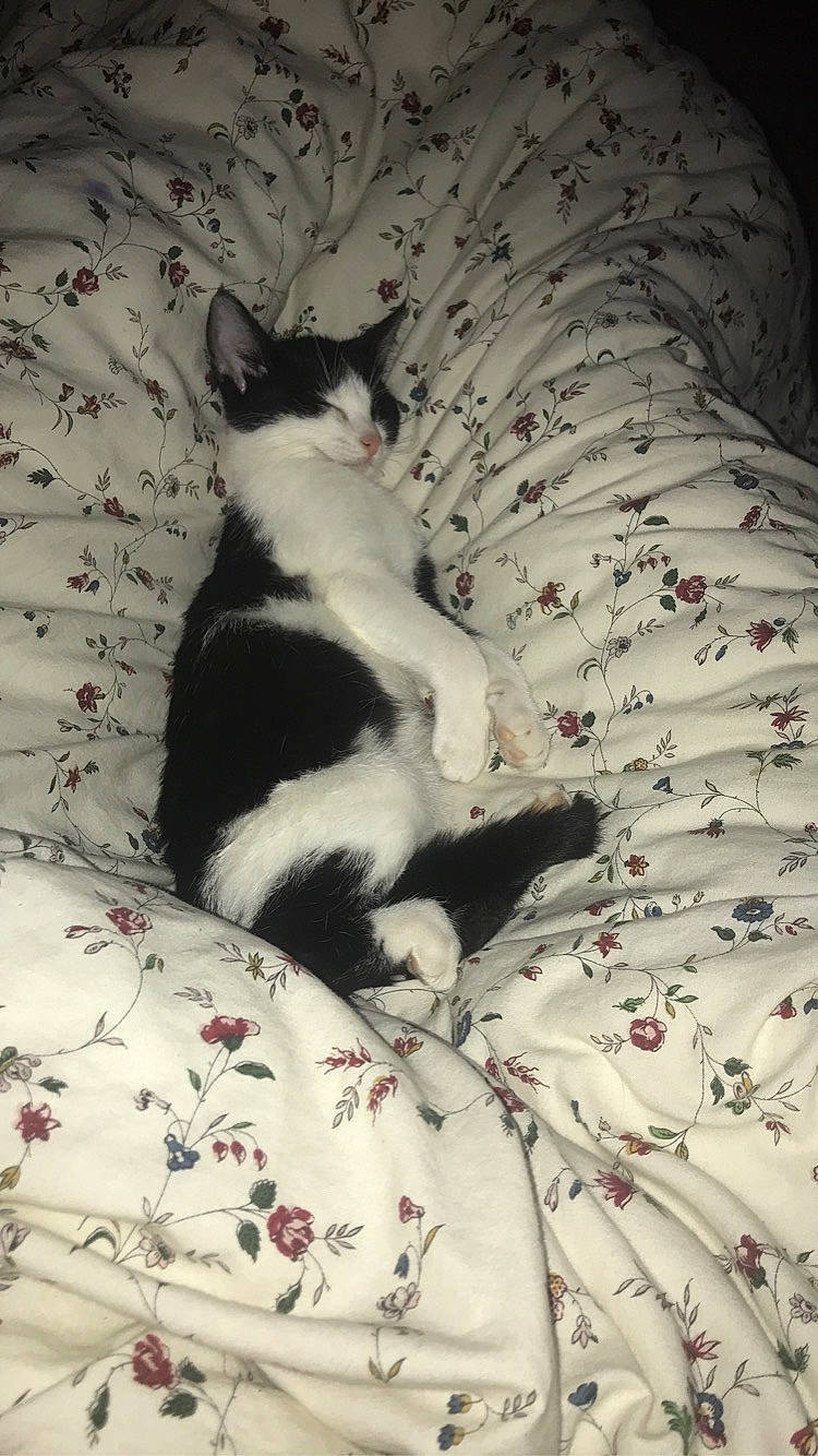 Pomme a rejoint le concours — aidez-le/la à gagner de superbes lots ! carnivore, cat, comfort, domestic_short_haired_cat, felidae, foot, fur, grey, human_leg, linens, monochrome_photography, pattern, paw, plant, small_to_medium_sized_cats, tail, tints_and_shades, tree, whiskers, wood