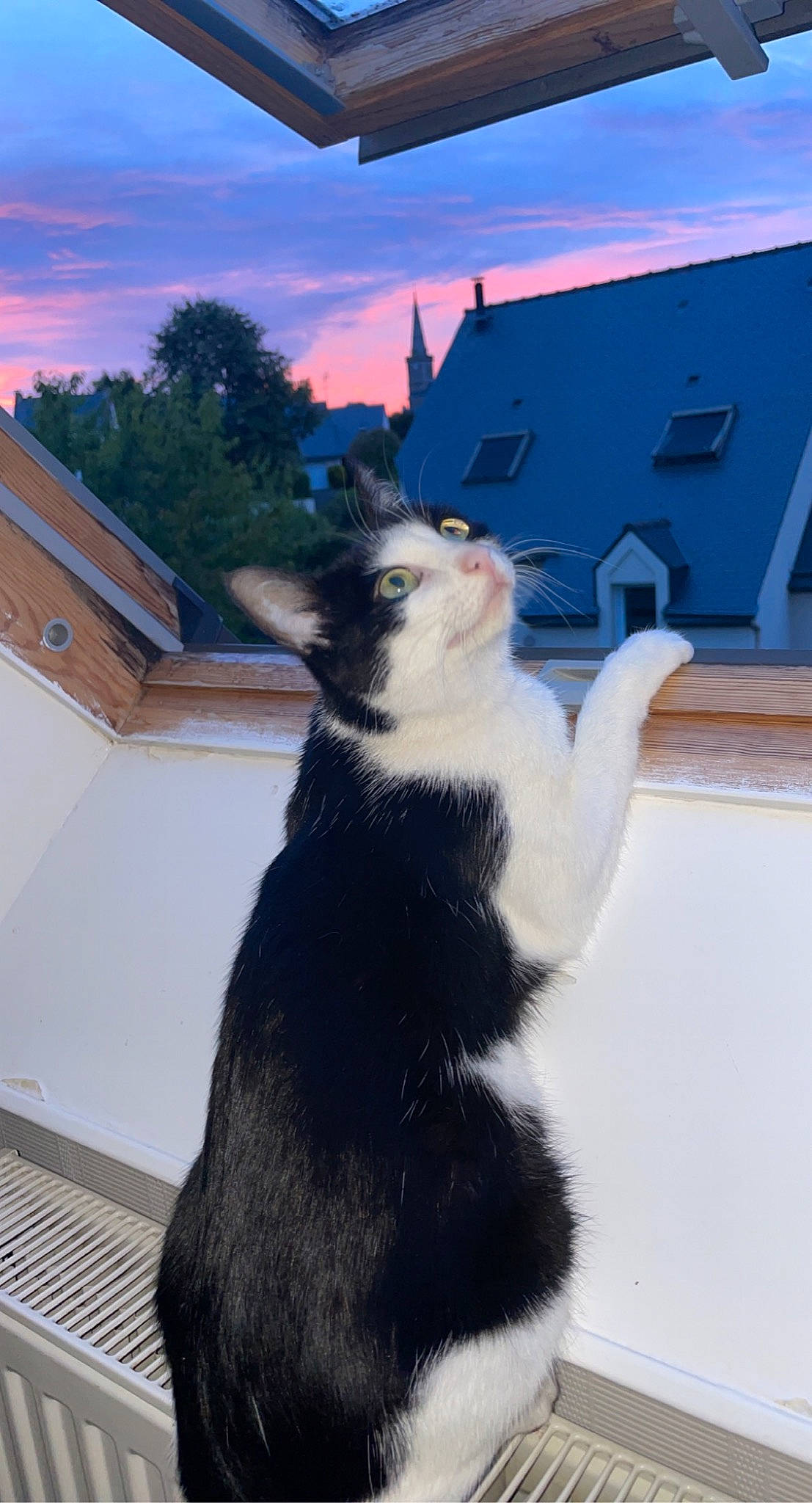 Pomme a rejoint le concours — aidez-le/la à gagner de superbes lots ! blue, carnivore, cloud, dog_breed, felidae, fur, sky, small_to_medium_sized_cats, snout, tail, terrestrial_animal, tree, whiskers, window