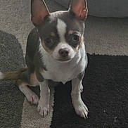 Aïko a rejoint le concours — aidez-le/la à gagner de superbes lots ! chihuahua, puppy, dog, pet, small_dog, ears, carpet, indoor, cute, sitting, looking, animal, fur, white, brown, black, face, young, domestic_animal, companion