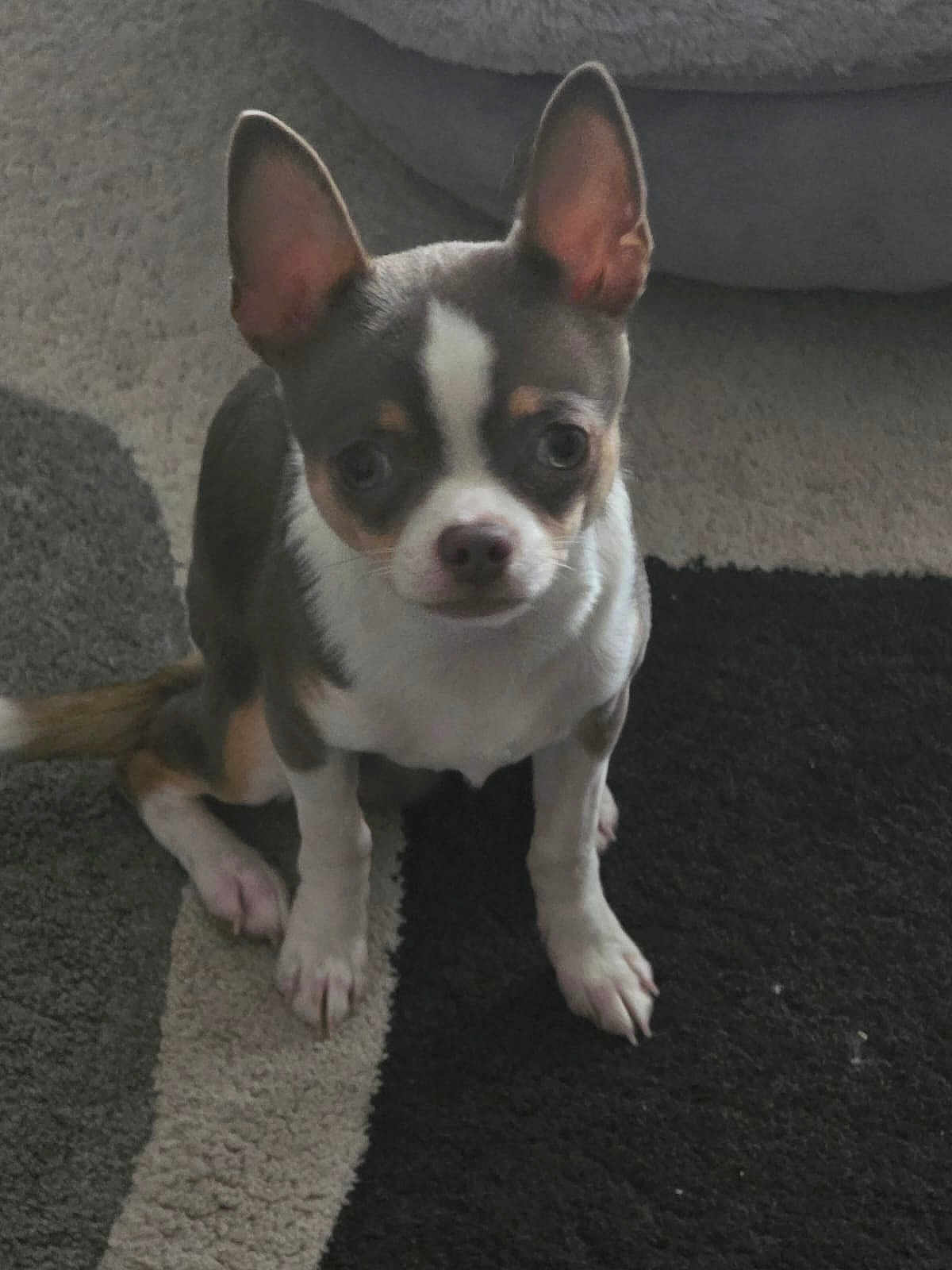 Aïko a rejoint le concours — aidez-le/la à gagner de superbes lots ! chihuahua, puppy, dog, pet, small_dog, ears, carpet, indoor, cute, sitting, looking, animal, fur, white, brown, black, face, young, domestic_animal, companion