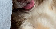 Volt a rejoint le concours — aidez-le/la à gagner de superbes lots ! dog, small_dog, fluffy_fur, tongue_out, lying_down, close_up, pet, cute, happy, playful, indoor, resting, animal, canine, fur, nose, ears, face, relaxed, companion