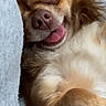 dog, small_dog, fluffy_fur, tongue_out, lying_down, close_up, pet, cute, happy, playful, indoor, resting, animal, canine, fur, nose, ears, face, relaxed, companion