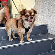 Volt participe au concours pour gagner de l'argent avec cette photo : dog, small_dog, pet, steps, black_harness, happy, tail, fur, outdoor, person, red_shorts, potted_plant, tile_floor, leash, smiling, walking, animal, canine, closeup, daylight
