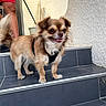 dog, small_dog, pet, steps, black_harness, happy, tail, fur, outdoor, person, red_shorts, potted_plant, tile_floor, leash, smiling, walking, animal, canine, closeup, daylight