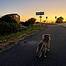 Volt participe au concours pour gagner de l'argent avec cette photo : dog, sunset, road, leash, signpost, building, tree, grass, asphalt, sky, evening, outdoor, pet, walking, nature, silhouette, quiet, urban, travel, leisure
