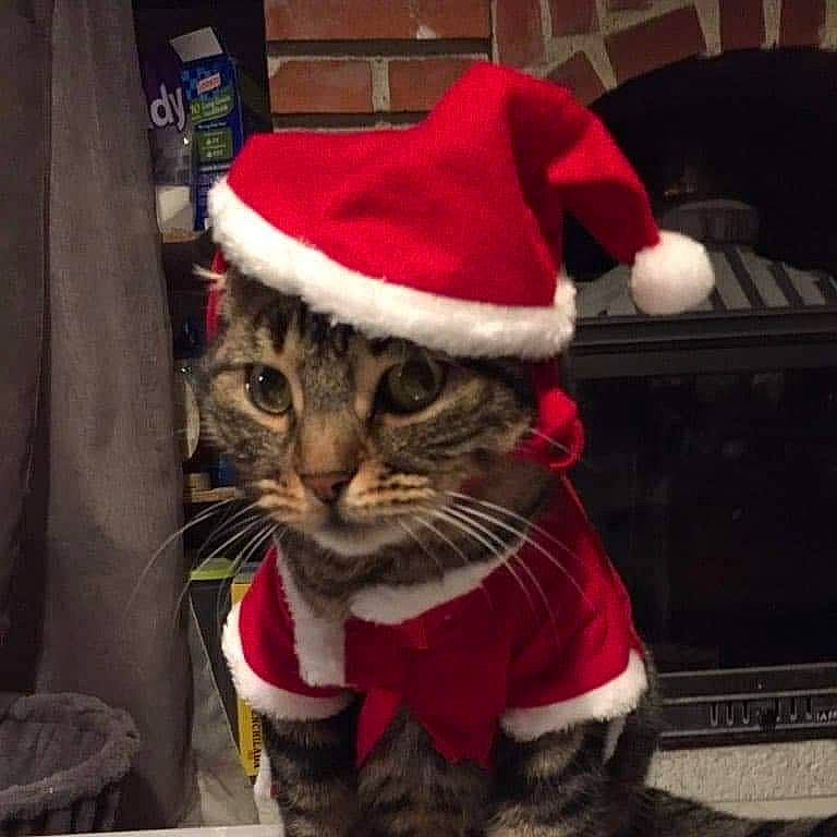 Rudy a rejoint le concours — aidez-le/la à gagner de superbes lots ! cap, carnivore, cat, christmas, christmas_decoration, christmas_ornament, costume_hat, event, fedora, felidae, fur_clothing, hat, holiday, lap, santa_claus, small_to_medium_sized_cats, snout, sun_hat, tail, whiskers