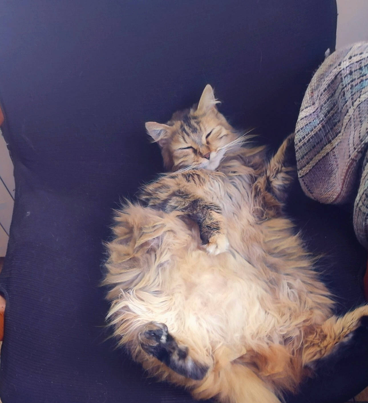 Perle a rejoint le concours — aidez-le/la à gagner de superbes lots ! carnivore, cat, claw, cloud, comfort, companion_dog, darkness, electric_blue, fawn, felidae, fur, human_leg, paw, plant, sitting, small_to_medium_sized_cats, tail, toy_dog, whiskers