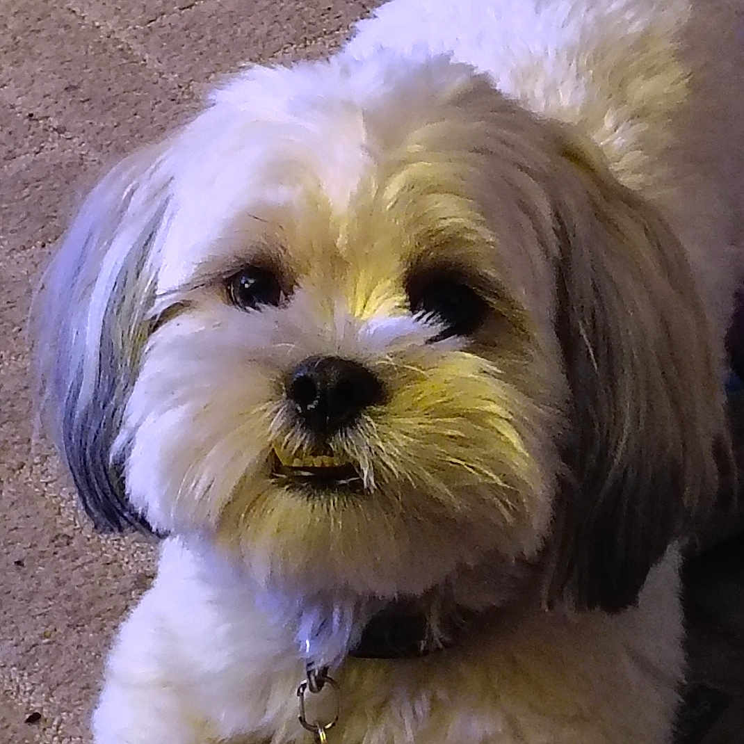 Bonz is registered to the contest to win money with this photo: adorable, animal, canine, carpet, close_up, collar, companion, cute, dog, domestic, face, fluffy, friendly, fur, indoor, looking_up, lying_down, pet, small_dog, white