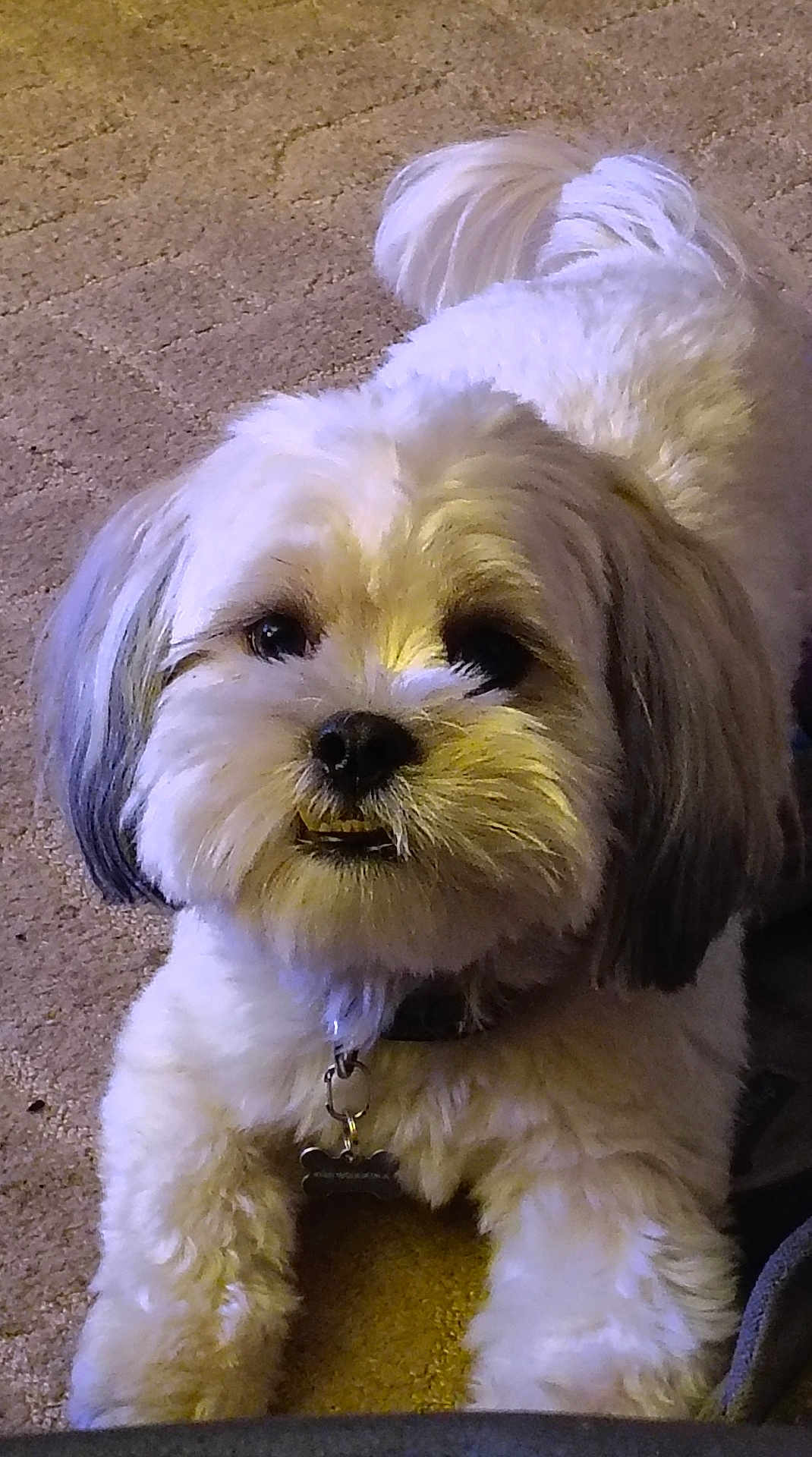 Bonz is registered to the contest to win money with this photo: dog, pet, fluffy, white, carpet, indoor, cute, collar, animal, fur, face, lying_down, looking_up, small_dog, companion, domestic, friendly, adorable, close_up, canine