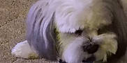 Bonz is registered to the contest to win money with this photo: dog, pet, indoor, carpet, fluffy, fur, animal, laying, cozy, cute, small_dog, mammal, companion, domestic_animal, resting, furry, home, relaxed, cute_pet, animal_portrait