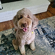 Stella is registered to the contest to win money with this photo: dog, curly_fur, smiling, collar, indoor, rug, fireplace, wood_floor, pet, happy, sitting, fur, canine, domestic_animal, tongue_out, cute, animal, household, mammal, friendly