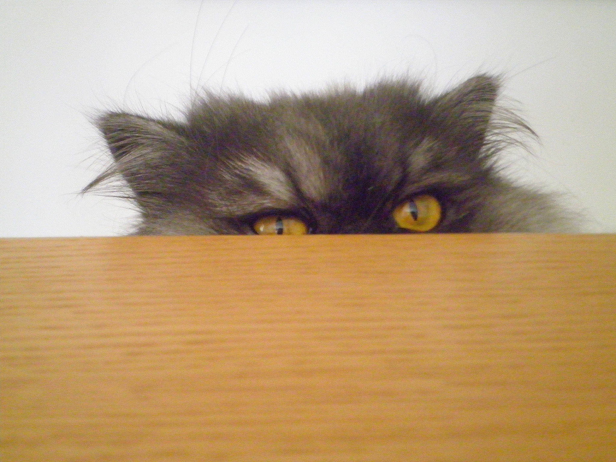 Lili participe au concours pour gagner de l'argent avec cette photo : british_longhair, canidae, carnivore, cat, claw, close_up, eye, fawn, felidae, fur, hardwood, paw, plant, small_to_medium_sized_cats, snout, tail, terrestrial_animal, whiskers, wildlife, wood