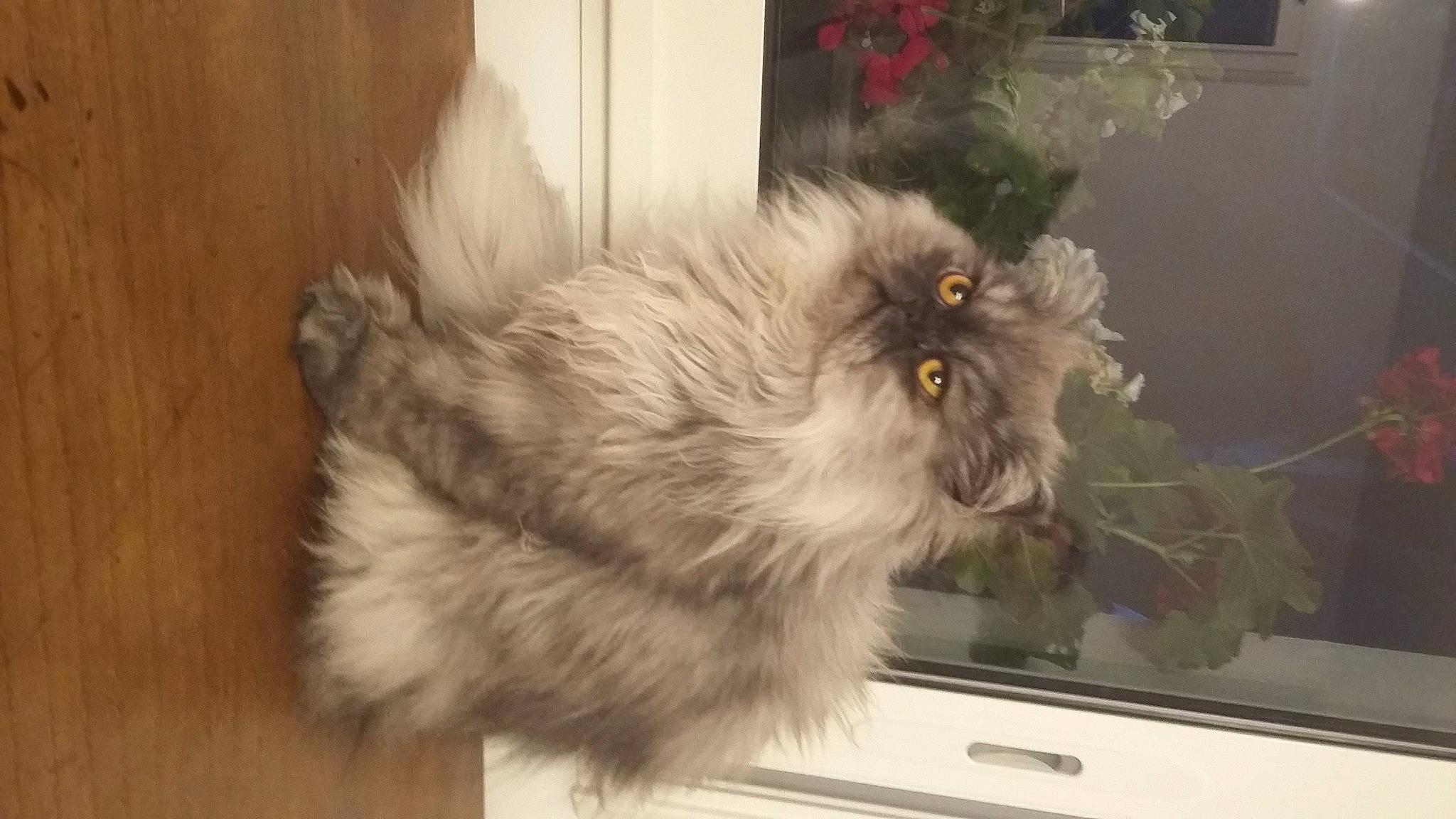 Lili a rejoint le concours — aidez-le/la à gagner de superbes lots ! british_longhair, carnivore, cat, fawn, felidae, flooring, fur, hardwood, persian, small_to_medium_sized_cats, snout, tail, terrestrial_animal, whiskers