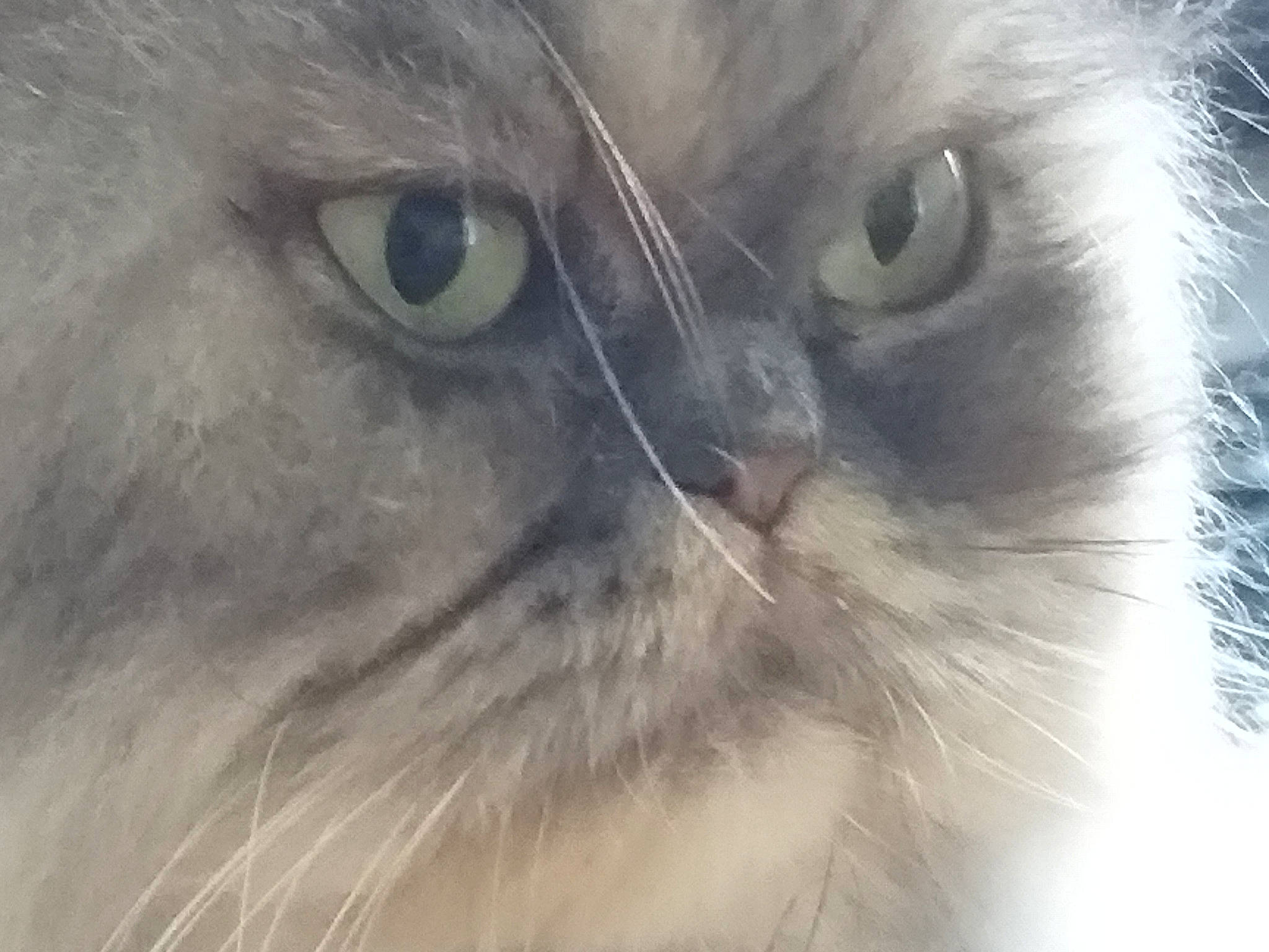 Lipsi a rejoint le concours — aidez-le/la à gagner de superbes lots ! birman, carnivore, cat, close_up, electric_blue, eye, felidae, fur, grey, head, human_body, iris, small_to_medium_sized_cats, snout, terrestrial_animal, whiskers, wildlife