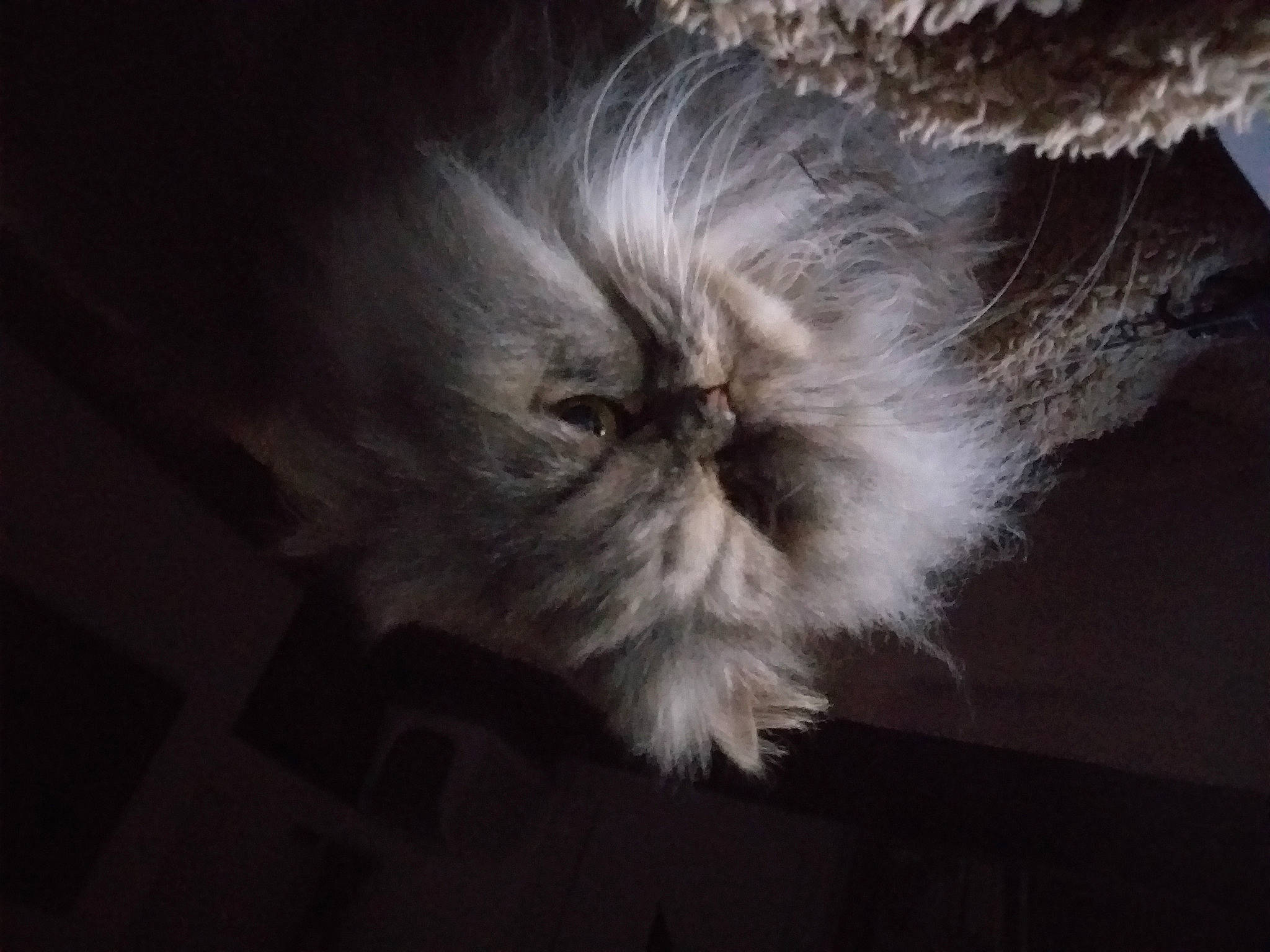 Lipsi participe au concours pour gagner de l'argent avec cette photo : canidae, cat, darkness, eye, fawn, felidae, flowering_plant, fur, hair, head, liver, macro_photography, petal, plant, small_to_medium_sized_cats, snout, still_life_photography, tail, terrestrial_animal, whiskers