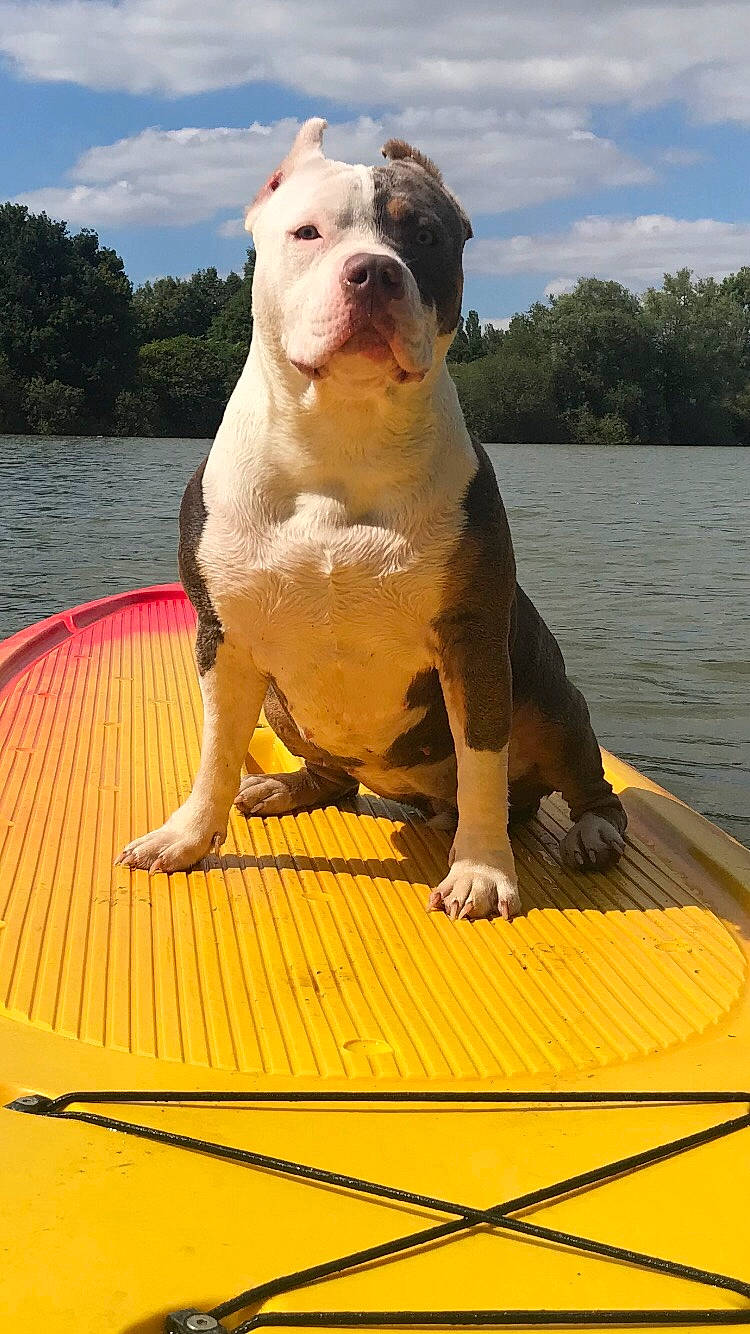 Karma participe au concours pour gagner de l'argent avec cette photo : carnivore, cloud, companion_dog, dog, dog_breed, fawn, lake, lake_district, leisure, light, non_sporting_group, reservoir, sky, snout, sporting_group, tree, water, wood, working_animal