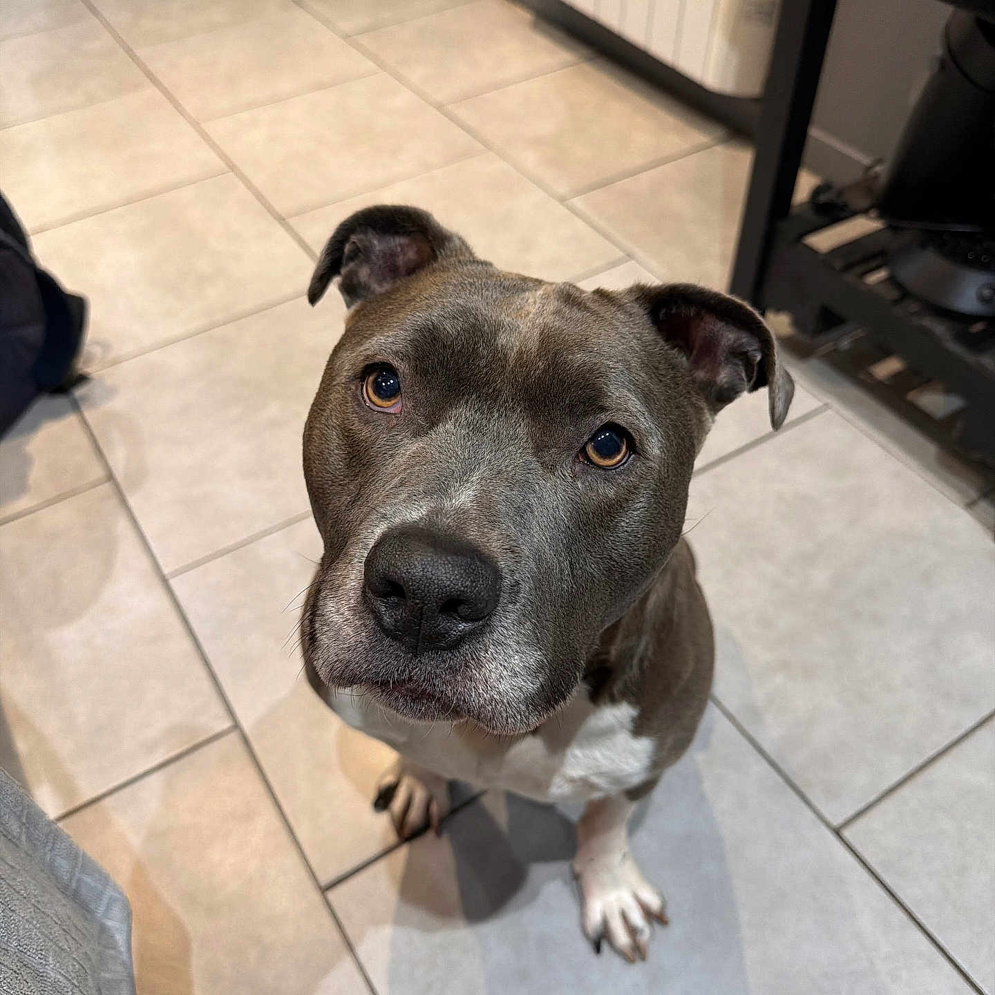 Roackland participe au concours pour gagner de l'argent avec cette photo : alert, animal, brown_dog, canine, companion, curious, cute, dog, domestic, ears, face, floor, indoor, looking_up, pet, shadow, snout, tile_floor, waiting, white_paws
