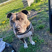 Roackland a rejoint le concours — aidez-le/la à gagner de superbes lots ! animal, brown, canine, closeup, collar, curious, daylight, dog, ears, fence, garden, grass, leash, nature, outdoor, paw, pet, sunlight, white, yard