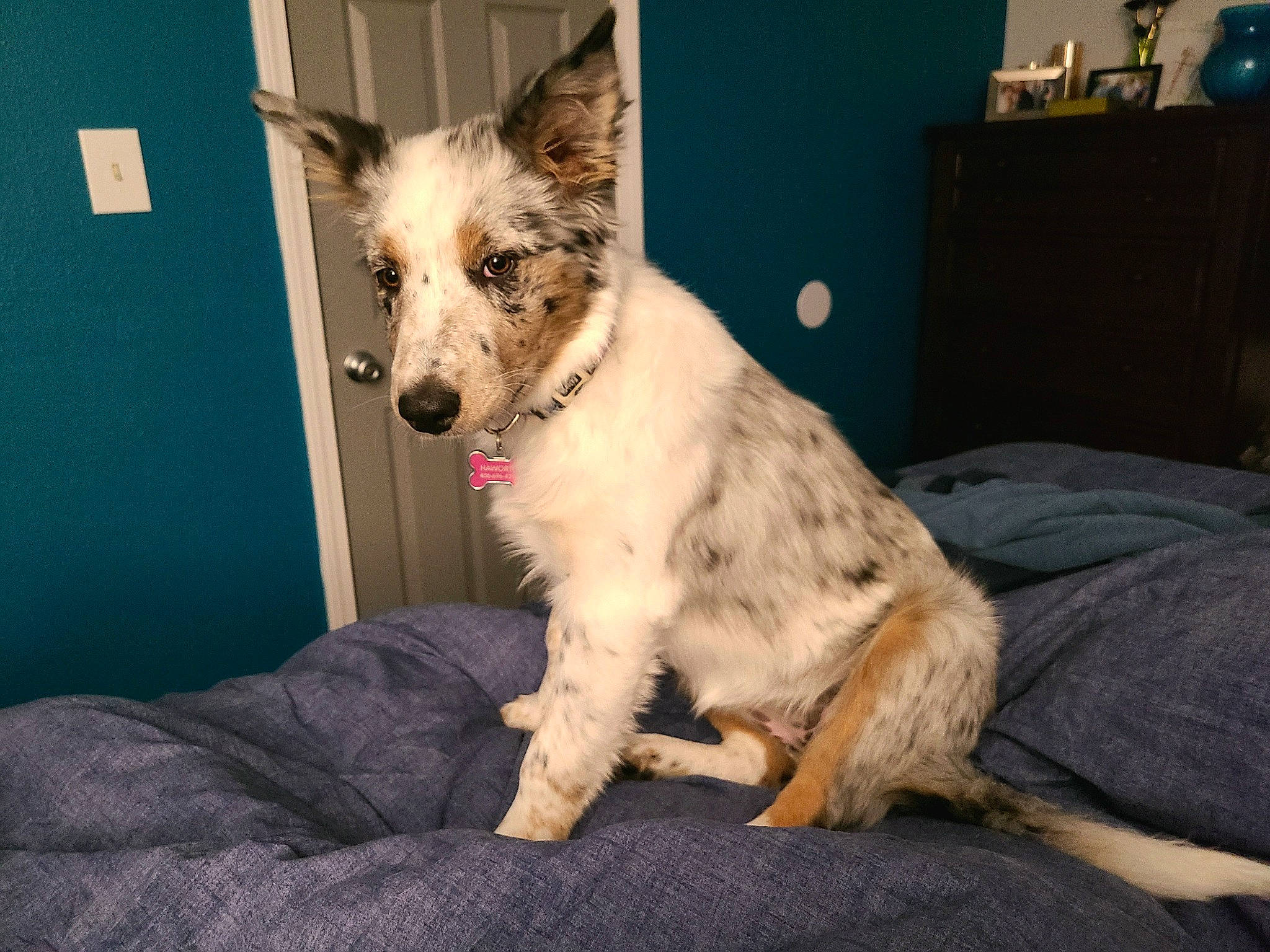 Luna joined the competition — help win amazing prizes! cabinetry, canidae, carnivore, chest, chest_of_drawers, collar, comfort, companion_dog, dog, dog_breed, drawer, fawn, fur, lamp, snout, sporting_group, terrestrial_animal, texas_heeler, whiskers, working_animal