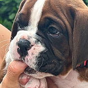 Stella joined the competition — help win amazing prizes! puppy, dog, close_up, paw, finger, hand, brown, white, cute, pet, animal, outdoor, leafy_background, soft_light, young, adorable, nibble, fur, collar, expression